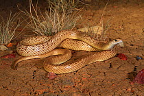 Speckled brownsnake (Pseudonaja guttata) male, morph with reticulated pattern. Central Queensland, Australia. Controlled conditions.