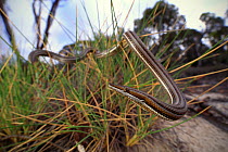 Burton&#39;s legless lizard (Lialis burtonis) basking in hummock grass in mallee / heathland. Near Pinnaroo, Murray Mallee, South Australia.
