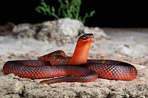 Collett&#39;s snake (Pseudechis colletti) male. Endemic to Black Soil Plains, Central Queensland, Australia. Captive.