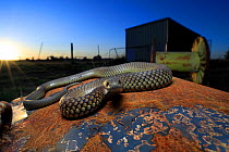 Lowland copperhead snake (Austrelaps superbus) male basking on rusty trailer, on farm at sunset. Melbourne, Victoria, Australia.