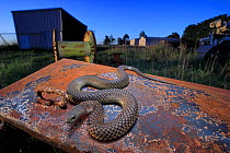Lowland copperhead snake (Austrelaps superbus) male basking on rusty trailer, on farm in evening. Melbourne, Victoria, Australia.