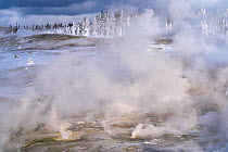 Porcelain Basin in winter. Norris Geyser Basin in Yellowstone National Park. Wyoming, USA. January.