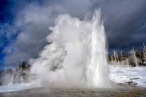 Grand Geyser eruption in winter. Yellowstone National Park. Wyoming, USA. January.