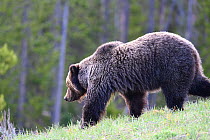 Grizzly (Ursus arctos horribilis) bear moving through forested areas in the Bridger-Teton National Forest, Wyoming, USA. May.