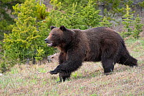 Grizzly (Ursus arctos horribilis) large male moving fast, Bridger-Teton National Forest, Wyoming, USA. May.