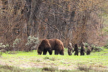 Famous grizzly (Ursus arctos horribilis) and her 4 cubs, along Pilgrim Creek. Grand Teton National Park, Wyoming, USA. May.