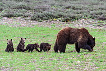 Grizzly bear (Ursus arctos horribilis) and her 4 cubs of the year along Pilgrim Creek. Grand Teton National Park, Wyoming, USA. May.