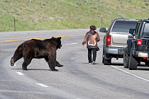 Grizzly bear (Ursus arctos horribilis) boar / male chasing female bear on the other side of the road, with tourist returning to her car. Togwotee Pass in the Bridger-Teton National Forest, Wyoming, US...