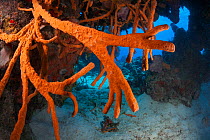 Scattered pore rope sponge (Aplysina fulva), Cozumel Island, Caribbean Sea, Mexico.