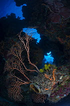 Deepwater sea fan (Iciligorgia schrammi), Cozumel Island, Caribbean Sea, Mexico.