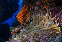 Giant anemone (Condylactis gigantea), Cozumel Island, Caribbean Sea, Mexico.