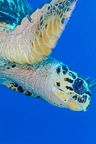 Hawksbill turtle (Eretmochelys imbricata), Cozumel Island, Caribbean Sea, Mexico. Critically endangered.