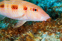Spotted goatfish (Pseudopeneus maculatus) feeding, Cozumel Island, Caribbean Sea, Mexico.