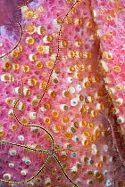 Sponge brittle star (Ophiothrix suensonii) over Pink Vase sponge (Niphates digitalis), Sponge zoanthid (Parazoanthus parasiticus) colonizing sponge, Cozumel Island, Caribbean Sea, Mexico.