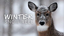 Showreel (or snowreel!) featuring wintery landscapes and animals adapting to cold weather around the world.