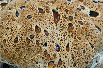 Oak bracket fungus (Inonotus dryadeus) close-up, Surrey, UK. July.