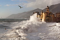 DELETE Yellow-legged gulls (Larus cachinnans) patrol the storm waves in search of food at Camogli village, Liguria, Italy. Composite image.
