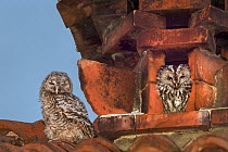 Tawny owls (Strix aluco) nesting inside a disused chimney. Adult on right, juvenile on the left. Ovada, Italy. April.