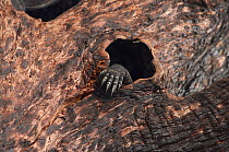 Lace monitor lizard (Varanus varius) foot showing through hole in burnt out tree where it is sheltering, Australia. May.