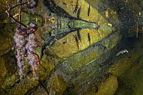 Savi&#39;s spectacled salamanders (Salamandrina perspicillata) depositing their eggs on underwater rocks and stems in a shallow stream pool, Northern Apennines, May.