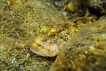 Bullhead (Cottus gobio) adult fish underwater in small alpine stream, Italy, July.