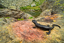 Lanza&#39;s salamander (Salamandra lanzai), endemic to Cottian Alps. Monviso massif, Italy, July. Vulnerable species