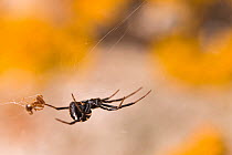 Mediterranean black widow spider (Latrodectus tredecimguttatus), young female specimen hanging from its web, Tolfa, Rome, Italy, June.