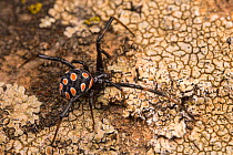 Mediterranean black widow spider (Latrodectus tredecimguttatus) young specimen attached to a rock close to its web, Tolfa, Rome, Italy, June.