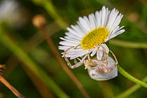 Crab spider (Thomisus onustus) waiting in ambush on a Composite flower (Asteraceae), Mornese, Italy, June.