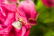 Crab spider (Thomisus onustus) waiting in ambush on a cultivated rose in a garden, Mornese, Italy, June.