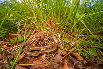 Italian three-toed skink (Chalcides chalcides) basking during a cloudy day among grasses. Genova, Italy, June.
