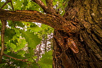 Cicada (Cicada orni) larva climbing tree to prepare for metamorphosis, Italy, June.