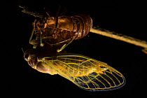 Cicada (Cicada orni) adult recently emerged from exuvia on branch, Italy, June.