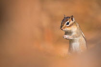Siberian chipmunk (Eutamias sibiricus) living wild in forest near the city of Tilburg, the Netherlands, April.