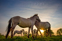 Konik horses (Equus ferus caballus) interacting at sunset, floodplain of the river Rijn, Meinerswijk near Arnhem, the Netherlands. May