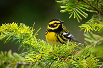 Townsend&#39;s warbler (Setophaga townsendi). Deschutes County, Oregon, USA. May.