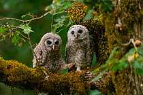 Barred Owl (Strix varia) fledglings. Washington County, Oregon, USA. June.