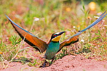 Bee-eater (Merops apiaster), nesting on flat ground, rather than the usual sandy bank, Hungary