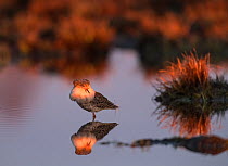 Ruff (Philomachus pugnax), male at first light, Finland, May.