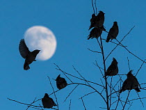 Bohemian waxwing (Bombycilla garrulus), flock at dusk with moon, Finland, February.