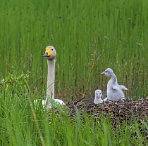 Whooper swan (Cygnus cygnus), at nest with cygnets, Finland, June.