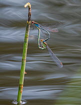 Red-eyed damselfly (Erythromma najas), male and female copulating, Finland, June.