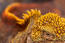 Galapagos land iguana (Conolophus subcristatus) close up of eye and skin, South Plaza Island, Galapagos