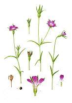 Corncockle (Agrostemma githago), a rare British arable wild flower. Watercolour illustration.