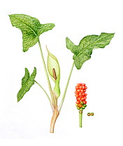 Lords-and-ladies (Arum maculatum), stem with flowers on inflorescence (spadix), and stem with berries. Watercolour illustration.