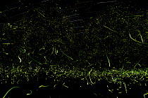 Lightning bugs / Fireflies, (Photuris sp.), annual mating display in meadow and along a stream, Pennsylvania, USA, June. Multiple exposure.