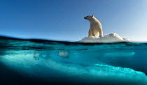 Polar bear (Ursus maritimus) on drifting sea ice in northeastern parts, Svalbard, Norway, August.