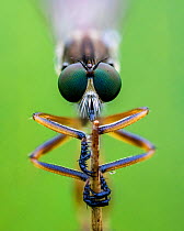 Striped slender robberfly (Leptogaster cylindrica) close up of head, Ledston, Yorkshire, England, UK, July. Focus stacked image.