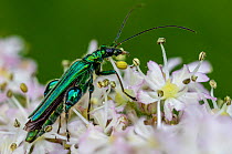Thick-legged flower beetle (Oedemera nobilis). Great Preston, Leeds, Yorkshire, England,UK, June. Focus stacked image.