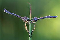 Striped slender robberflies (Leptogaster cylindrica). Ledston, Yorkshire, UK, June. Focus stacked.